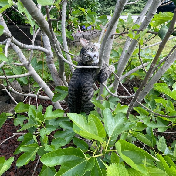 Meet your Posher, Shell - Picture 9 of 9